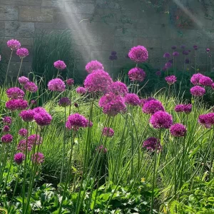 Allium hollandicum ‘Purple Sensation