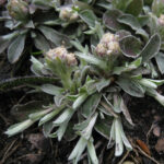 U.S. Native Plant Antennaria neglecta