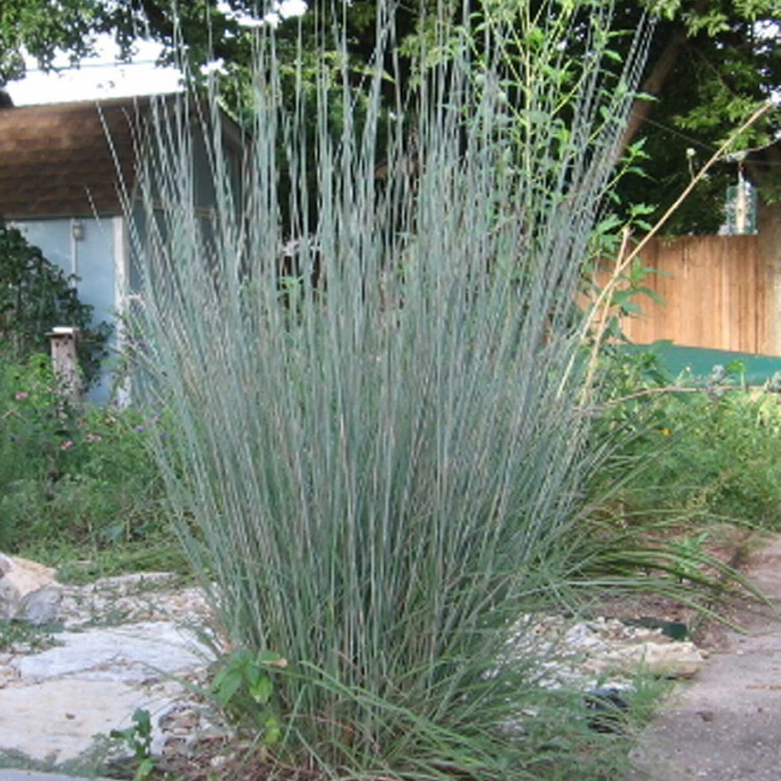 U.S. native plant Schizachyrium scoparium