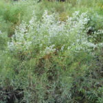 U.S. Native Plant Symphyotrichum subulatum