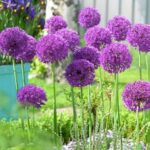 Allium hollandicum 'Purple Sensation