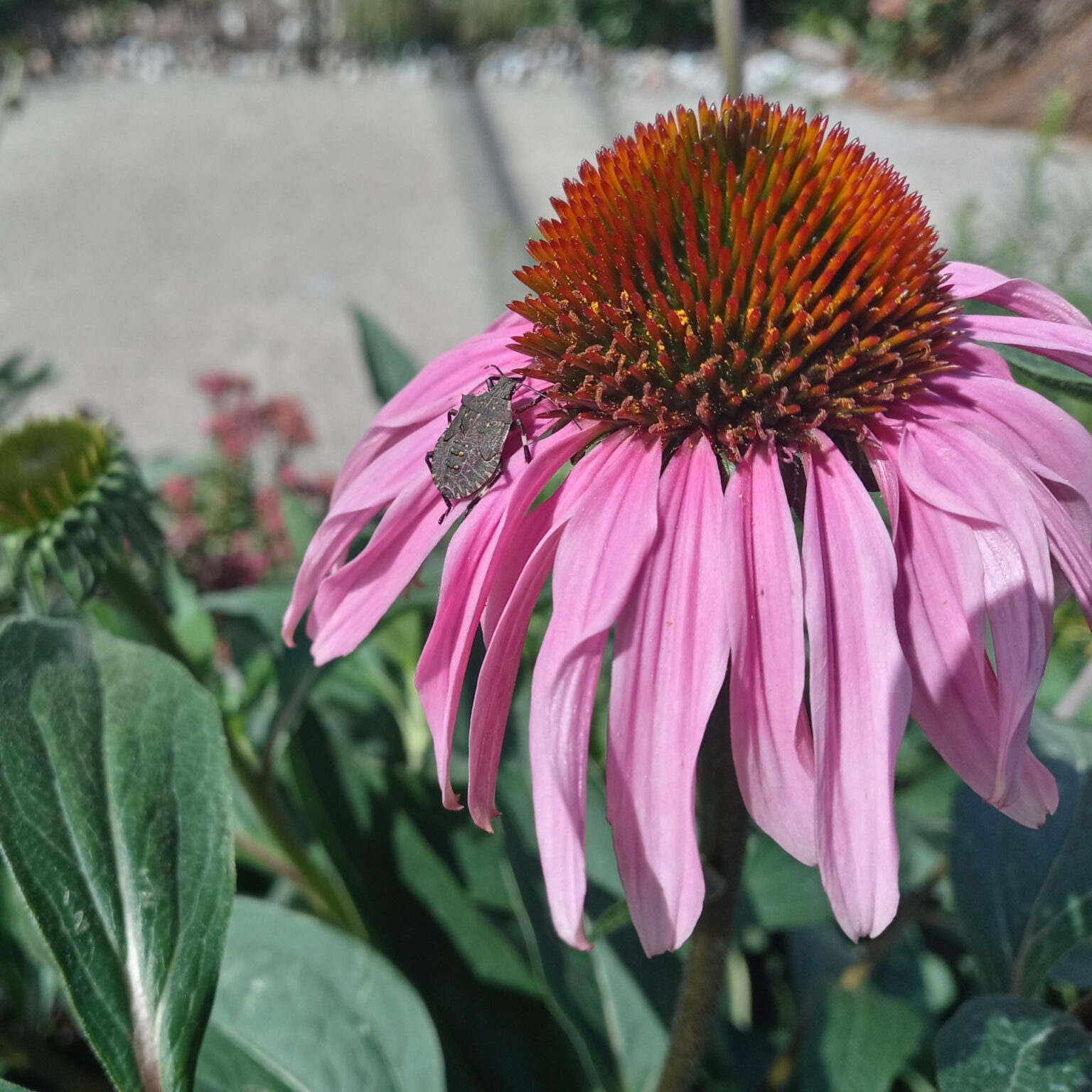 U.S. Native plant Echinacea purpurea