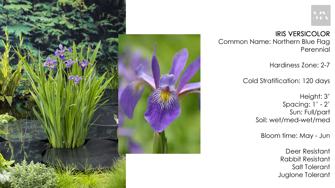Iris Versicolor