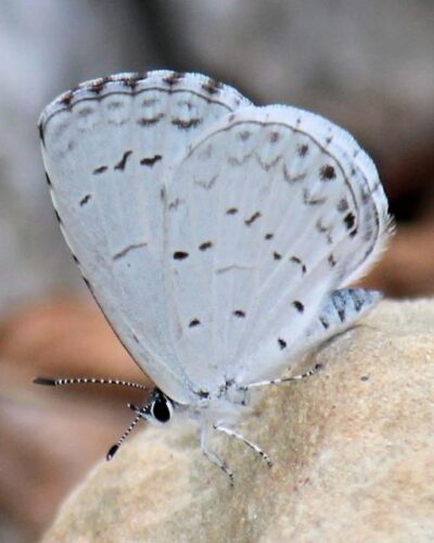 Appalachian Azure Butterfly